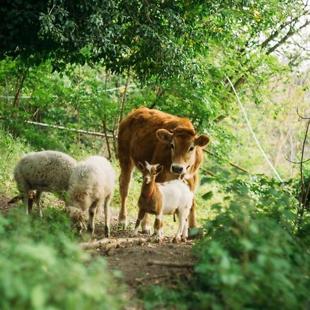 Domus Agricolae Corallina Torre del Greco Bagian luar foto
